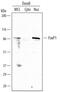 Forkhead Box P1 antibody, AF4534, R&D Systems, Western Blot image 