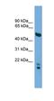 Oligodendrocyte Myelin Glycoprotein antibody, orb330409, Biorbyt, Western Blot image 