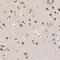 Zinc Finger MYM-Type Containing 3 antibody, HPA003211, Atlas Antibodies, Immunohistochemistry frozen image 