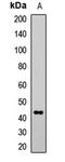 Interferon Regulatory Factor 9 antibody, LS-C668060, Lifespan Biosciences, Western Blot image 