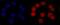 MutS Homolog 2 antibody, M00140-5, Boster Biological Technology, Immunofluorescence image 