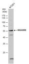 Cyclin Dependent Kinase Like 3 antibody, GTX111475, GeneTex, Western Blot image 
