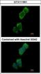 Serine/Threonine Kinase 10 antibody, GTX111951, GeneTex, Immunocytochemistry image 