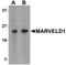 MARVEL Domain Containing 1 antibody, NBP1-76243, Novus Biologicals, Western Blot image 