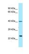 Thromboxane A2 Receptor antibody, orb331296, Biorbyt, Western Blot image 