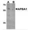 Amyloid beta A4 precursor protein-binding family A member 1 antibody, MBS150799, MyBioSource, Western Blot image 