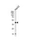 Sphingosine kinase 1 antibody, abx033253, Abbexa, Western Blot image 