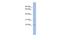 TATA-Box Binding Protein Associated Factor 10 antibody, A05965, Boster Biological Technology, Western Blot image 