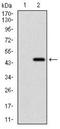 E3 ubiquitin-protein ligase RING1 antibody, NBP2-37370, Novus Biologicals, Western Blot image 