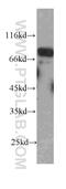 Fas Associated Factor 1 antibody, 60231-1-Ig, Proteintech Group, Western Blot image 