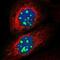 G Protein Nucleolar 2 antibody, PA5-55529, Invitrogen Antibodies, Immunofluorescence image 