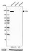 Cordon-Bleu WH2 Repeat Protein antibody, HPA019167, Atlas Antibodies, Western Blot image 