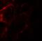 Zinc Finger FYVE-Type Containing 21 antibody, A14319, Boster Biological Technology, Immunofluorescence image 