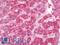 Aromatic-L-amino-acid decarboxylase antibody, LS-B10123, Lifespan Biosciences, Immunohistochemistry frozen image 