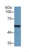 Aldehyde Dehydrogenase 7 Family Member A1 antibody, MBS2005284, MyBioSource, Western Blot image 