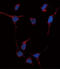 Aldehyde Dehydrogenase 1 Family Member A1 antibody, LS-C98202, Lifespan Biosciences, Immunofluorescence image 