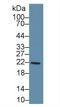 Glutathione S-Transferase Kappa 1 antibody, LS-C294260, Lifespan Biosciences, Western Blot image 