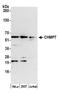 Charged Multivesicular Body Protein 7 antibody, NBP2-61238, Novus Biologicals, Western Blot image 