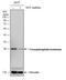 Triosephosphate Isomerase 1 antibody, NBP2-43824, Novus Biologicals, Western Blot image 