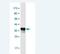 Otospiralin antibody, H00150677-M02-100ug, Novus Biologicals, Western Blot image 