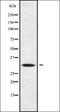 Interleukin-22 receptor subunit alpha-2 antibody, orb336292, Biorbyt, Western Blot image 
