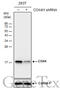 Cytochrome C Oxidase Subunit 4I1 antibody, GTX628886, GeneTex, Western Blot image 