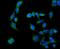 Adenosine Deaminase antibody, PB9914, Boster Biological Technology, Immunofluorescence image 