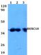 Homeobox C10 antibody, PA5-75744, Invitrogen Antibodies, Western Blot image 