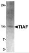 TGFB1-Induced Anti-Apoptotic Factor 1 antibody, NBP2-82022, Novus Biologicals, Western Blot image 