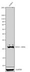 SRY-Box 21 antibody, 720156, Invitrogen Antibodies, Western Blot image 