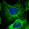 Guanylate-binding protein 5 antibody, HPA028656, Atlas Antibodies, Immunofluorescence image 