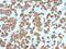 Growth Hormone 1 antibody, 33-737, ProSci, Immunohistochemistry paraffin image 