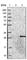 Chromosome 1 Open Reading Frame 109 antibody, HPA027127, Atlas Antibodies, Western Blot image 