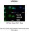 Sad1 And UNC84 Domain Containing 1 antibody, ARP49929_P050, Aviva Systems Biology, Immunohistochemistry frozen image 