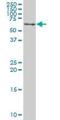 Vanin 1 antibody, H00008876-M08, Novus Biologicals, Western Blot image 