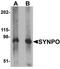 Synaptopodin antibody, orb75523, Biorbyt, Western Blot image 
