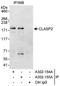 Cytoplasmic Linker Associated Protein 2 antibody, A302-154A, Bethyl Labs, Immunoprecipitation image 