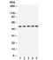 As2 antibody, R31971, NSJ Bioreagents, Western Blot image 