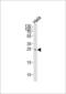 MOB Kinase Activator 2 antibody, GTX53605, GeneTex, Western Blot image 