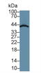 SMAD Family Member 3 antibody, LS-C295430, Lifespan Biosciences, Western Blot image 