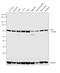 Delta Like Canonical Notch Ligand 3 antibody, PA5-26336, Invitrogen Antibodies, Western Blot image 