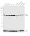 Delta Like Canonical Notch Ligand 3 antibody, PA5-26336, Invitrogen Antibodies, Western Blot image 