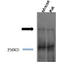 Piccolo Presynaptic Cytomatrix Protein antibody, TA326449, Origene, Western Blot image 