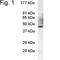 Prolactin Regulatory Element Binding antibody, PA1-610, Invitrogen Antibodies, Western Blot image 