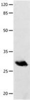 Proopiomelanocortin antibody, orb107557, Biorbyt, Western Blot image 