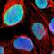 Flap Structure-Specific Endonuclease 1 antibody, NBP1-84697, Novus Biologicals, Immunocytochemistry image 