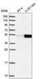 PDZ And LIM Domain 7 antibody, HPA048815, Atlas Antibodies, Western Blot image 
