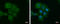 PBX Homeobox Interacting Protein 1 antibody, GTX116669, GeneTex, Immunocytochemistry image 