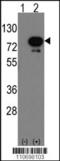 DEAF1 Transcription Factor antibody, 61-439, ProSci, Western Blot image 