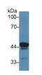 ATPase H+ Transporting Accessory Protein 2 antibody, LS-C373466, Lifespan Biosciences, Western Blot image 